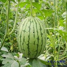 梦见看吃瓜,揭秘“看吃瓜”背后的神秘寓意