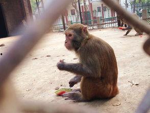 猴子吃瓜带货,揭秘猴子带货背后的神奇魅力