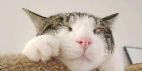 猫可以吃黄皮瓜吗怎么吃,黄皮瓜的猫友好食用指南